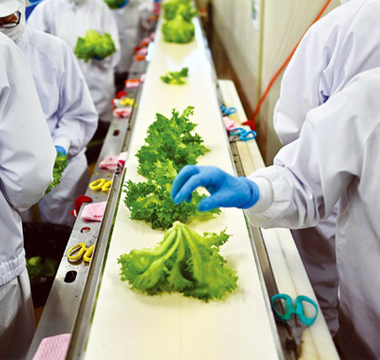 vegetable processing line