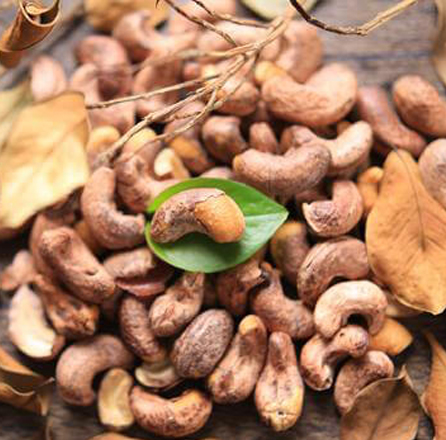 Automatic Cashew Nut Processing Solution