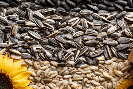 Automatic Sunflower Seeds Shelling Machine Line For Sale