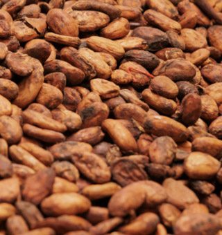 Cocoa  Processing Machines