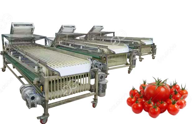 Conveyor Belt Cherry Tomato Sorting Grading Machine