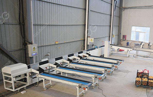 Quá Trình Phân Loại Trái Cây Là Gì?