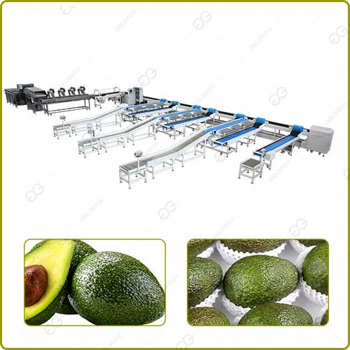 avocado-grading-equipment.jpg
