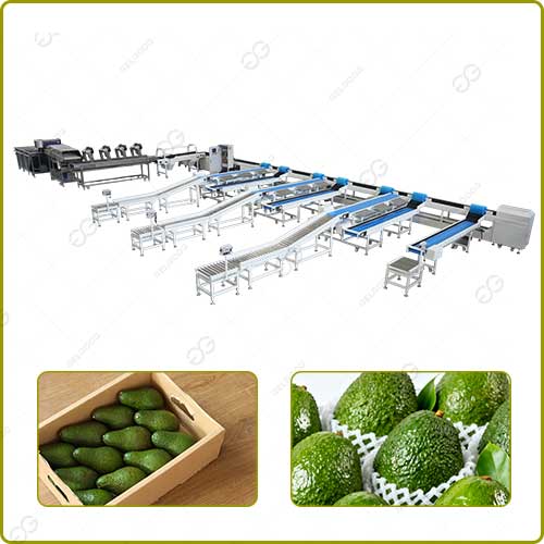 Avocado Sorting Machine High-Volume Processing