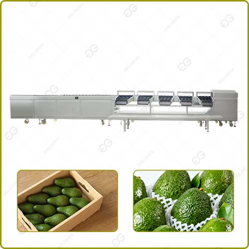 Avocado-sorting-machine.jpg