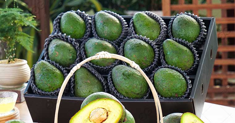 What Is The Packaging For Exporting Avocados In Kenya