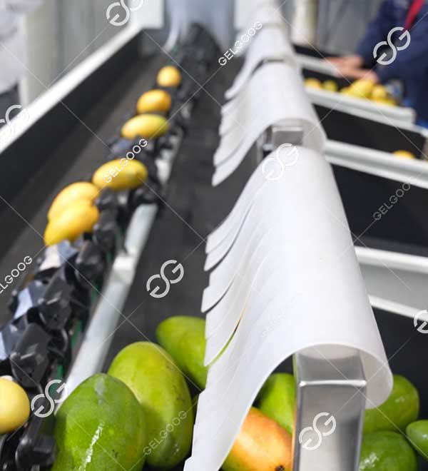 máquina clasificadora de aguacates