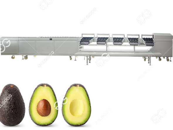 máquina clasificadora de aguacate por peso.jpg