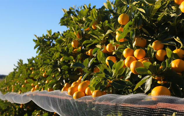 Post-Harvest Citrus Handling Solutions in Saudi Arabia