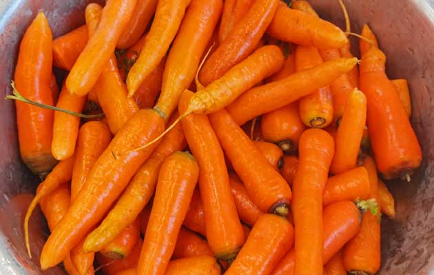 washed carrot 