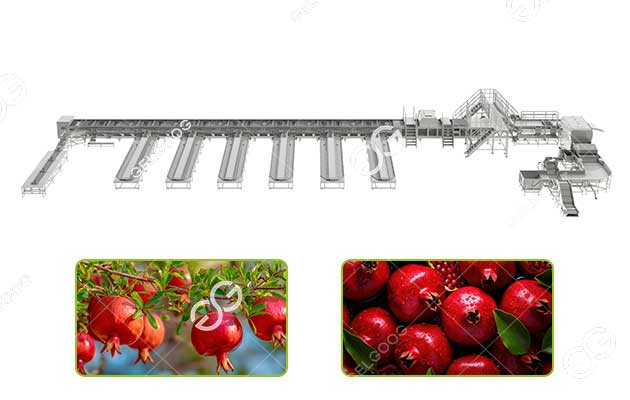 pomegranate sorting machine