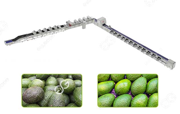 avocado washing waxing sorting line