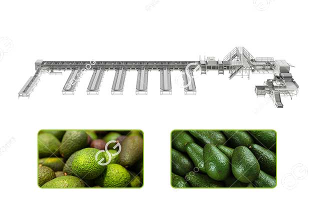 avocado sorting machine