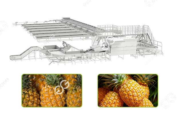 pineapple sorting machine