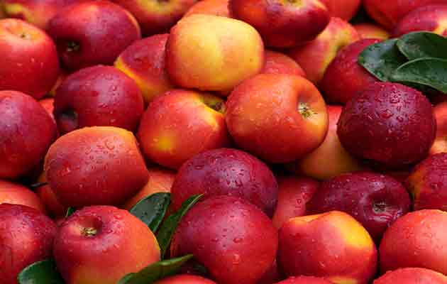 apple Ai sorting machine
