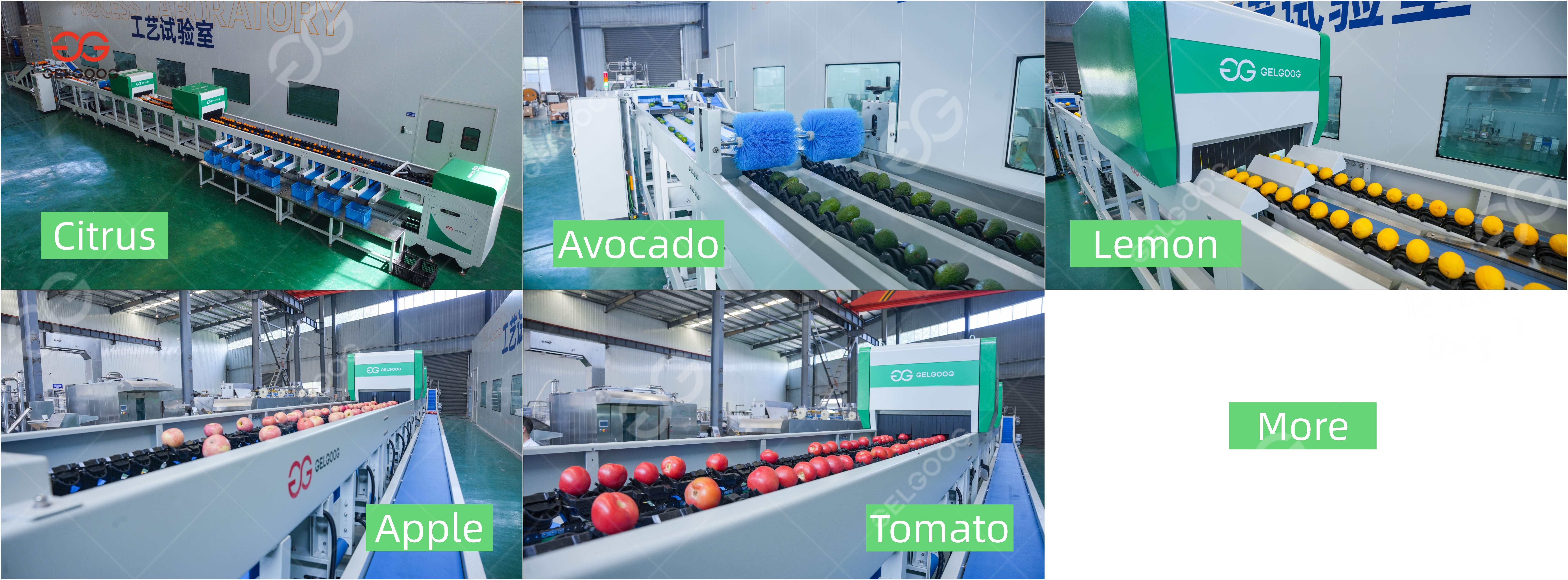 AI fruit sorting machine