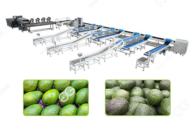3-12 T/H Avocado Weight Grading Machine For Sale