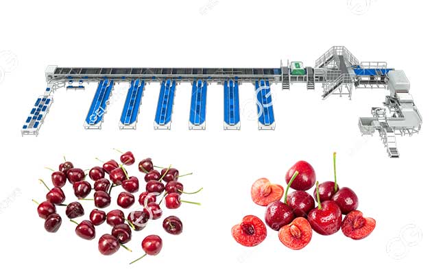 Optical Cherry Classify Sorting Grading Line
