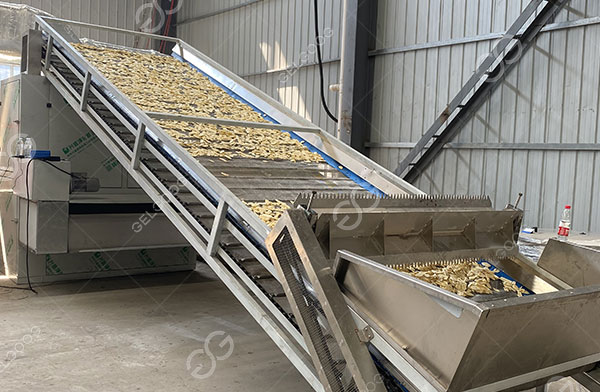 plantain slice drying