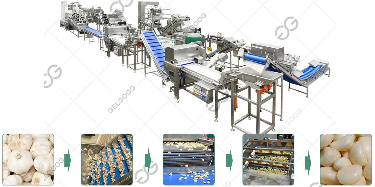 Low Waste Peeled Garlic Production Line 95% Peeling Rate	