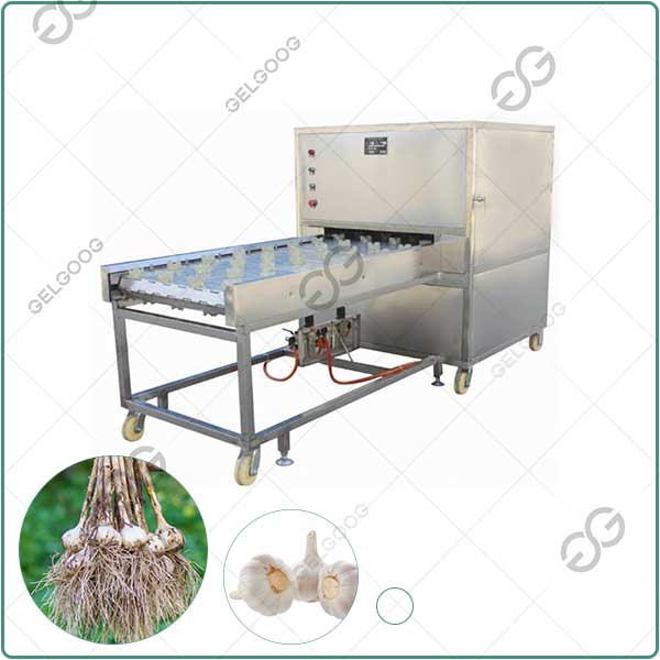 500kg/h Garlic Cutting Roots Machine for Sale	