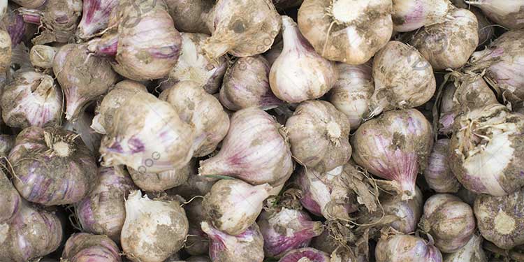 Guidance on Starting Garlic Processing Business