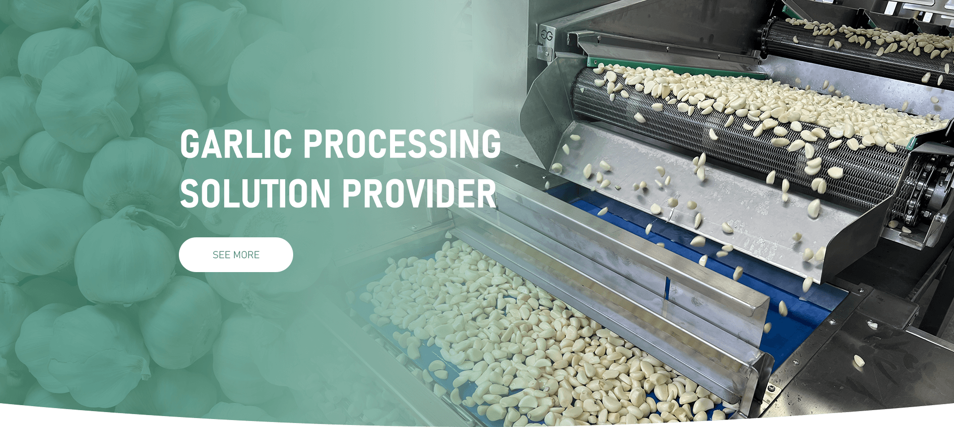 garlic process factory