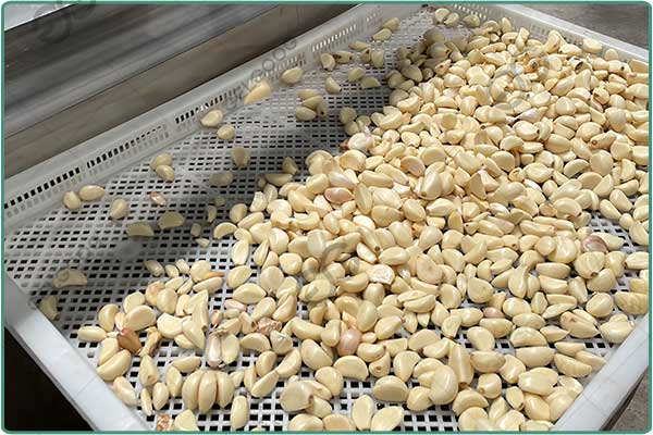 garlic peeling equipment