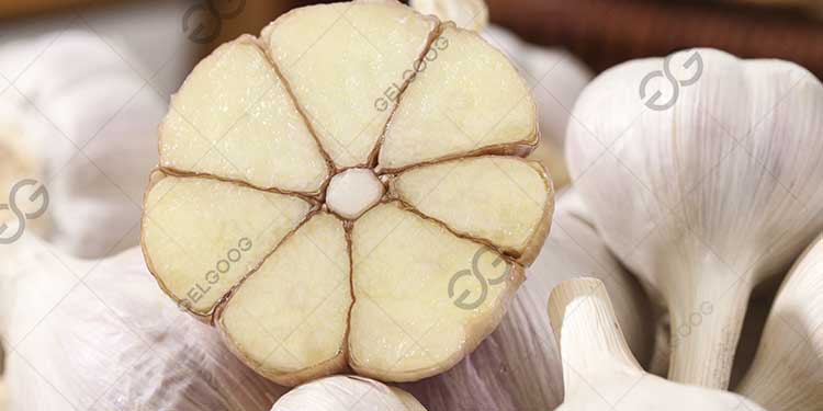 Garlic Processing Plant Project Report