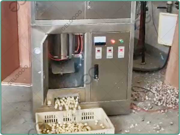 garlic peeler machine