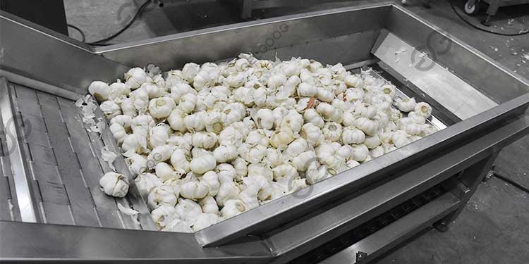 Garlic Processing Factory Building Guide
