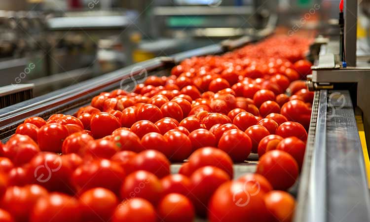 tomato paste processing plant