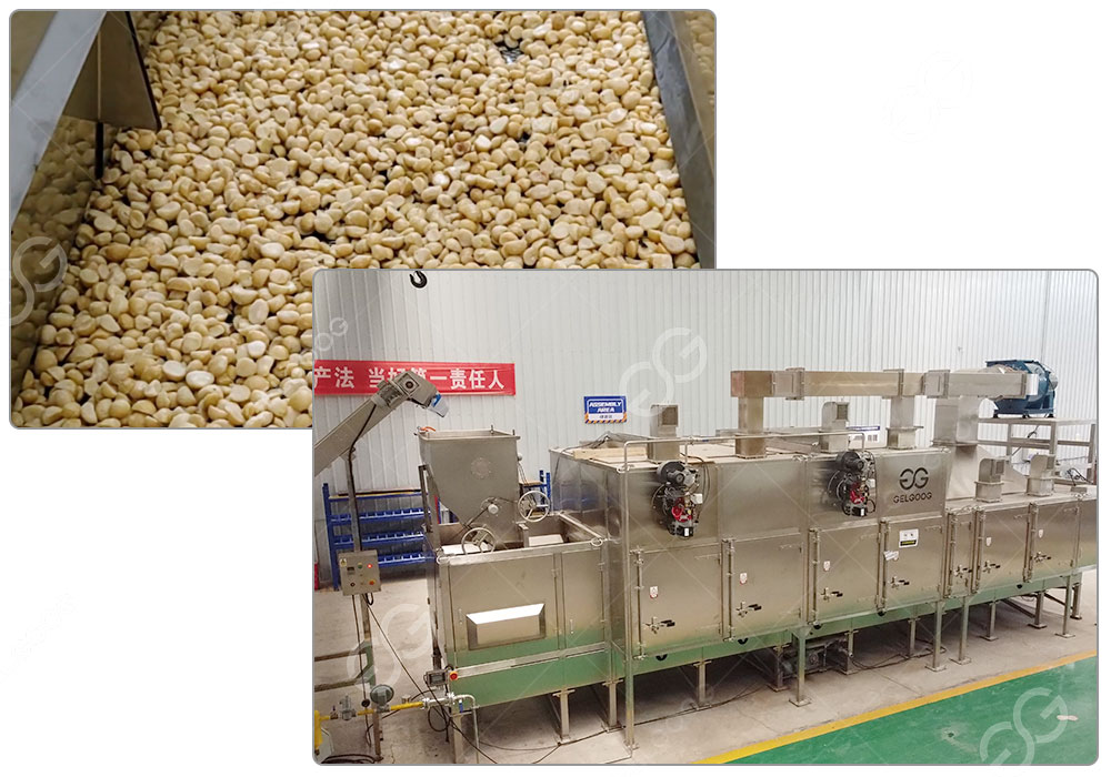 Gas-heated Macadamia Roasting Equipment