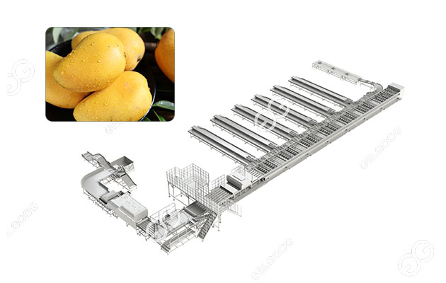 mango-sorting-line.jpg