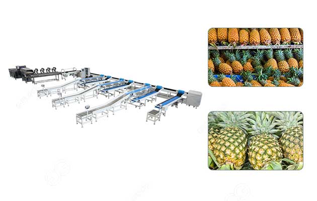 صورة خط غسيل وفرز الأناناس الأوتوماتيكي.jpg