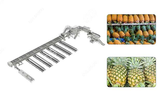 Pineapple-Processing-Line.jpg