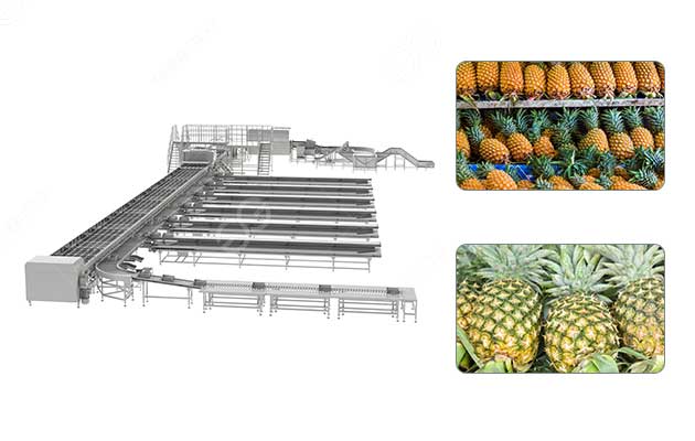 خط غسيل وفرز ومعالجة الأناناس الأوتوماتيكي.jpg