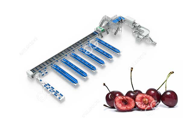 cherry-sorting-line.jpg