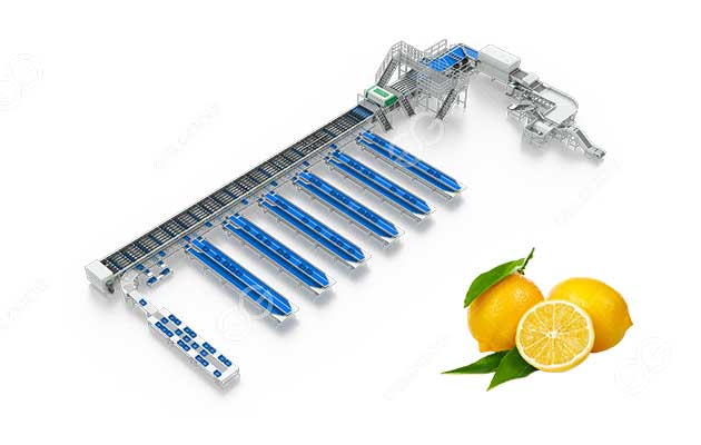 ligne de tri des citrons.jpg